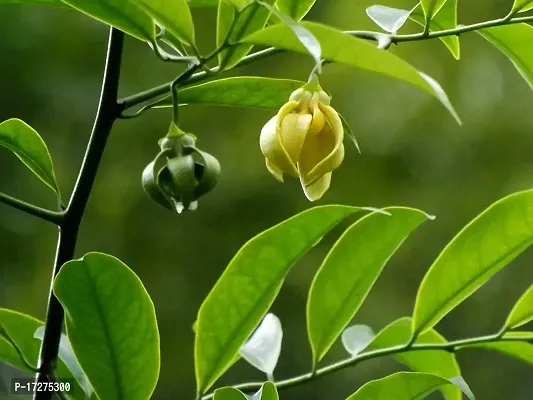 PMK E store Hirwa Chafa (Hari Champa) Live Plant||hirwachafa live plant||ylang-ylang Langi-Langi KANTHALI Champa Manoranjini Plant ||hirwa chafa live plant-thumb0