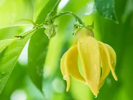 PMK E store Hirwa Chafa (Hari Champa) Live Plant||hirwachafa live plant||ylang-ylang Langi-Langi KANTHALI Champa Manoranjini Plant ||hirwa chafa live plant-thumb1