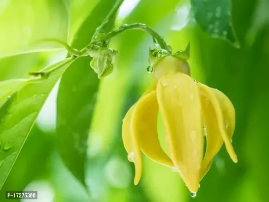 PMK E store Hirwa Chafa (Hari Champa) Live Plant||hirwachafa live plant||ylang-ylang Langi-Langi KANTHALI Champa Manoranjini Plant ||hirwa chafa live plant-thumb2