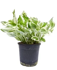 PMK E Store N Joy Money Plant (Pot included)-thumb1