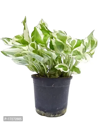 PMK E Store N Joy Money Plant (Pot included)-thumb2