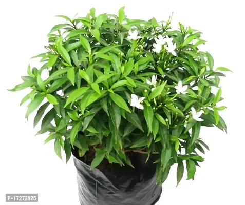 PMK E STORE chinese Crape Jasmine Flower Plant  Rare Grafted White Indonesian Jasmine Healthy Live Plant(Pack of 2)-thumb0