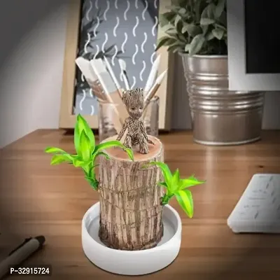 Brazilian Wood, Magical Sprouting Brazilian Lucky Wood Plant, Mini Brazilian Wood Hydroponic Plant Decor with Groot, Home Decor Purify Indoor Air WOODEN PLANT-thumb0