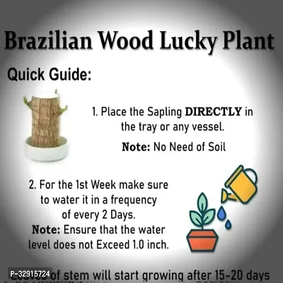 Brazilian Wood, Magical Sprouting Brazilian Lucky Wood Plant, Mini Brazilian Wood Hydroponic Plant Decor with Groot, Home Decor Purify Indoor Air WOODEN PLANT-thumb4