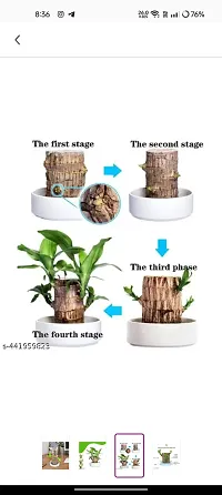 Brazilian Wood, Magical Sprouting Brazilian Lucky Wood Plant, Mini Brazilian Wood Hydroponic Plant Decor with Groot, Home Decor Purify Indoor Air WOODEN PLANT-thumb4