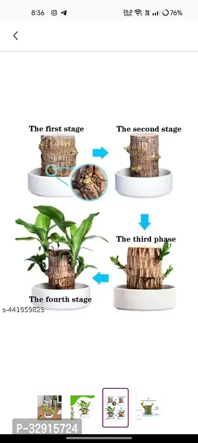 Brazilian Wood, Magical Sprouting Brazilian Lucky Wood Plant, Mini Brazilian Wood Hydroponic Plant Decor with Groot, Home Decor Purify Indoor Air WOODEN PLANT-thumb5