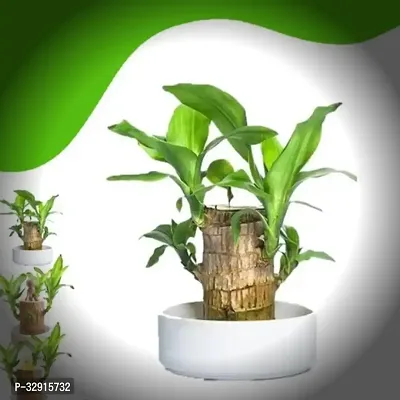 Brazilian Wood, Magical Sprouting Brazilian Lucky Wood Plant, Mini Brazilian Wood Hydroponic Plant Decor with Groot, Home Decor Purify Indoor Air WOODEN PLANT