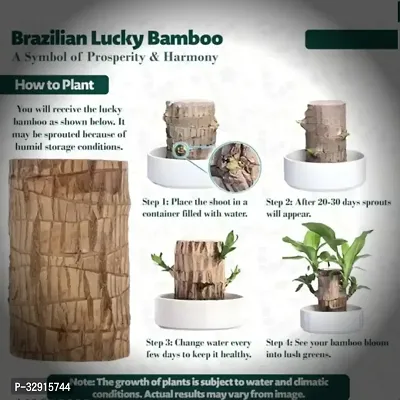 Brazilian Wood, Magical Sprouting Brazilian Lucky Wood Plant, Mini Brazilian Wood Hydroponic Plant Decor with Groot, Home Decor Purify Indoor Air WOODEN PLANT-thumb5