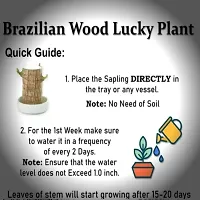 Brazilian Wood, Magical Sprouting Brazilian Lucky Wood Plant, Mini Brazilian Wood Hydroponic Plant Decor with Groot, Home Decor Purify Indoor Air WOODEN PLANT-thumb3