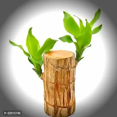 Brazilian Wood, Magical Sprouting Brazilian Lucky Wood Plant, Mini Brazilian Wood Hydroponic Plant Decor with Groot, Home Decor Purify Indoor Air WOODEN PLANT