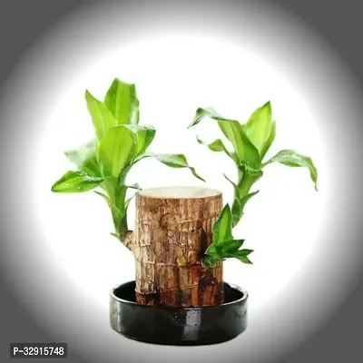 Brazilian Wood, Magical Sprouting Brazilian Lucky Wood Plant, Mini Brazilian Wood Hydroponic Plant Decor with Groot, Home Decor Purify Indoor Air WOODEN PLANT