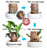 Brazilian Wood, Magical Sprouting Brazilian Lucky Wood Plant, Mini Brazilian Wood Hydroponic Plant Decor with Groot, Home Decor Purify Indoor Air WOODEN PLANT-thumb3