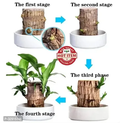 Brazilian Wood, Magical Sprouting Brazilian Lucky Wood Plant, Mini Brazilian Wood Hydroponic Plant Decor with Groot, Home Decor Purify Indoor Air WOODEN PLANT-thumb4