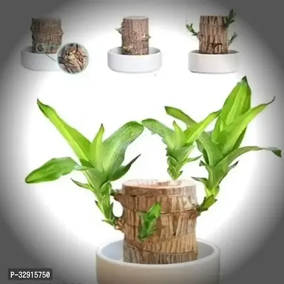 Brazilian Wood, Magical Sprouting Brazilian Lucky Wood Plant, Mini Brazilian Wood Hydroponic Plant Decor with Groot, Home Decor Purify Indoor Air WOODEN PLANT