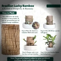 Brazilian Wood, Magical Sprouting Brazilian Lucky Wood Plant, Mini Brazilian Wood Hydroponic Plant Decor with Groot, Home Decor Purify Indoor Air WOODEN PLANT-thumb3