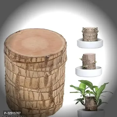 Brazilian Wood, Magical Sprouting Brazilian Lucky Wood Plant, Mini Brazilian Wood Hydroponic Plant Decor with Groot, Home Decor Purify Indoor Air WOODEN PLANT-thumb0