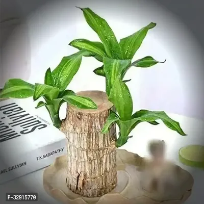 Brazilian Wood, Magical Sprouting Brazilian Lucky Wood Plant, Mini Brazilian Wood Hydroponic Plant Decor with Groot, Home Decor Purify Indoor Air WOODEN PLANT