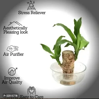 Brazilian Wood, Magical Sprouting Brazilian Lucky Wood Plant, Mini Brazilian Wood Hydroponic Plant Decor with Groot, Home Decor Purify Indoor Air WOODEN PLANT-thumb2