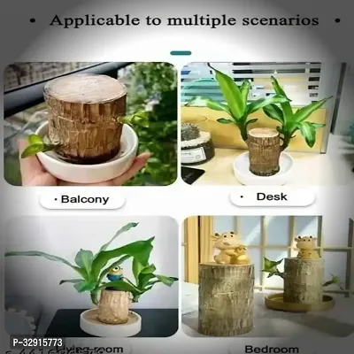 Brazilian Wood, Magical Sprouting Brazilian Lucky Wood Plant, Mini Brazilian Wood Hydroponic Plant Decor with Groot, Home Decor Purify Indoor Air WOODEN PLANT