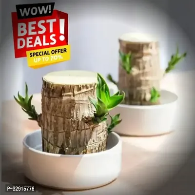 Brazilian Wood, Magical Sprouting Brazilian Lucky Wood Plant, Mini Brazilian Wood Hydroponic Plant Decor with Groot, Home Decor Purify Indoor Air WOODEN PLANT-thumb0