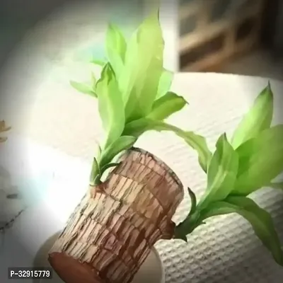 Brazilian Wood, Magical Sprouting Brazilian Lucky Wood Plant, Mini Brazilian Wood Hydroponic Plant Decor with Groot, Home Decor Purify Indoor Air WOODEN PLANT-thumb0