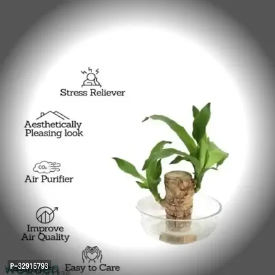 Brazilian Wood, Magical Sprouting Brazilian Lucky Wood Plant, Mini Brazilian Wood Hydroponic Plant Decor with Groot, Home Decor Purify Indoor Air WOODEN PLANT-thumb0