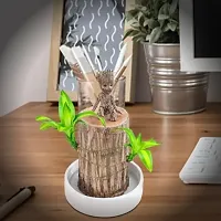 Brazilian Wood, Magical Sprouting Brazilian Lucky Wood Plant, Mini Brazilian Wood Hydroponic Plant Decor with Groot, Home Decor Purify Indoor Air WOODEN PLANT-thumb3