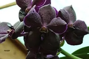 GREENLIVE TRADERS VANDA ORCHED LIVE INDOOR PLANT (PACK OF 1) BLACK COLOUR GOOD LOOKING FLOWER-thumb1