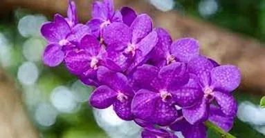 GREENLIVE TRADERS Hybrid Vanda Orchid Plant Pack of 1 (Medium Size Plant) Live Healthy Plant-thumb1