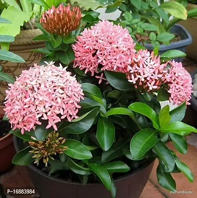 GREENLIVE TRADERS Live Plant Pink Ixora Dwarf Pink-Pink Cluster Roof Top Suitable For Gardening Home Plant(1 Healthy Live Plant)-thumb0