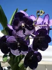 GREENLIVE TRADERS VANDA ORCHED LIVE INDOOR PLANT (PACK OF 1) BLACK COLOUR WITH MINI POT-thumb2