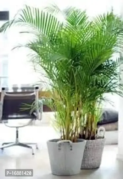 GREENLIVE TRADERS Areca Plam Live Plants/Air Purifier Indoor Plants for Home-thumb3