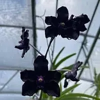 GREENLIVE TRADERS VANDA ORCHED LIVE INDOOR PLANT (PACK OF 1) BLACK COLOUR GOOD LOOKING FLOWER-thumb2