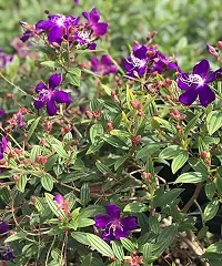 GREENLIVE TRADERS Tibouchina Urvilleana Begum Bahar Flower Live plant-thumb1