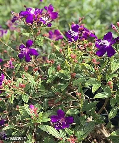 GREENLIVE TRADERS Tibouchina Urvilleana Begum Bahar Flower Live plant-thumb2