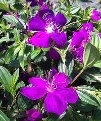 GREENLIVE TRADERS Tibouchina Urvilleana Begum Bahar Flower Live plant-thumb3