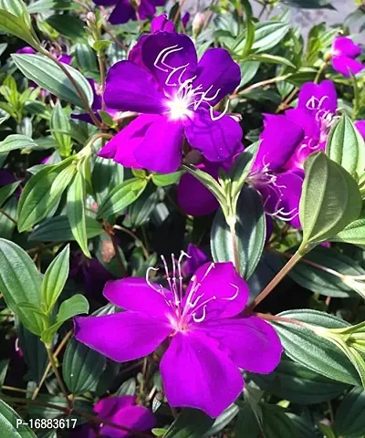 GREENLIVE TRADERS Tibouchina Urvilleana Begum Bahar Flower Live plant-thumb4