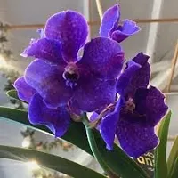 GREENLIVE TRADERS VANDA ORCHED LIVE INDOOR PLANT (PACK OF 1)-thumb1