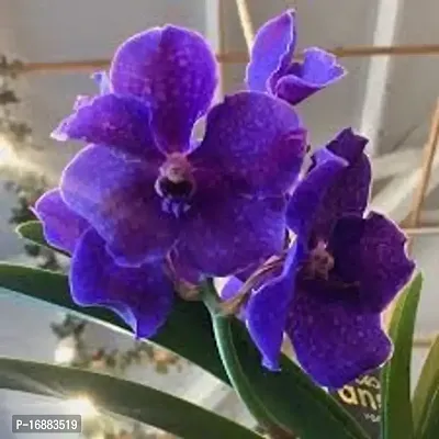 GREENLIVE TRADERS VANDA ORCHED LIVE INDOOR PLANT (PACK OF 1)-thumb2