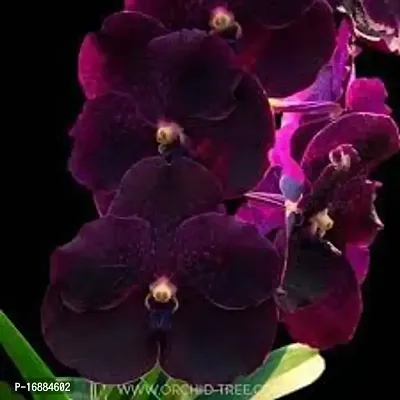 GREENLIVE TRADERS VANDA ORCHED LIVE INDOOR PLANT (PACK OF 1) BLACK COLOUR GOOD LOOKING FLOWER-thumb0