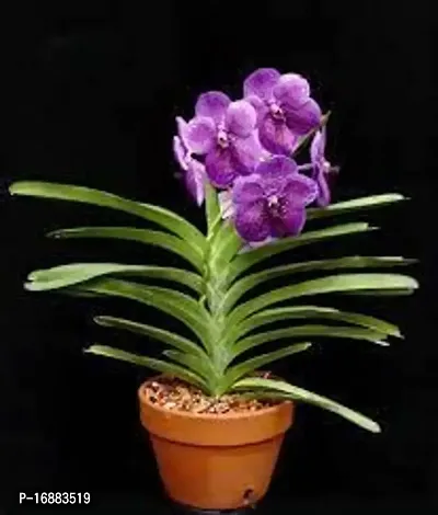 GREENLIVE TRADERS VANDA ORCHED LIVE INDOOR PLANT (PACK OF 1)