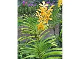 GREENLIVE TRADERS VANDA ORCHED LIVE INDOOR PLANT (PACK OF 1) GOODLOOKIN INDOOR PLANT-thumb2