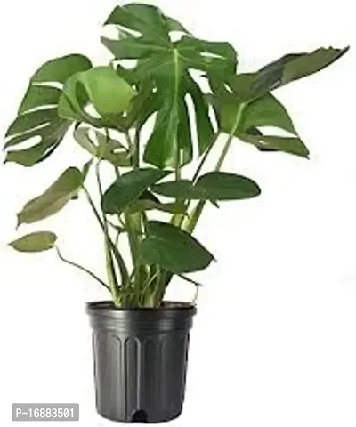 GREENLIVE TRADERS FILODENDRON INDOOR LIVE PLANTS/INDOOR AIR PERFUMER