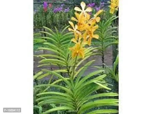 GREENLIVE TRADERS VANDA ORCHED LIVE INDOOR PLANT (PACK OF 1) with mini pot-thumb3