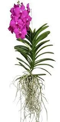 GREENLIVE TRADERS VANDA ORCHED LIVE INDOOR PLANT (PACK OF 1) GOODLOOKIN INDOOR PLANT-thumb1