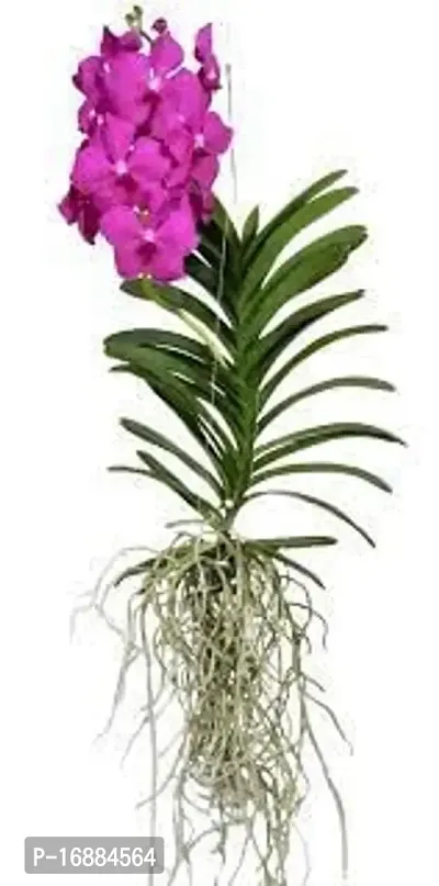 GREENLIVE TRADERS VANDA ORCHED LIVE INDOOR PLANT (PACK OF 1) GOODLOOKIN INDOOR PLANT-thumb2