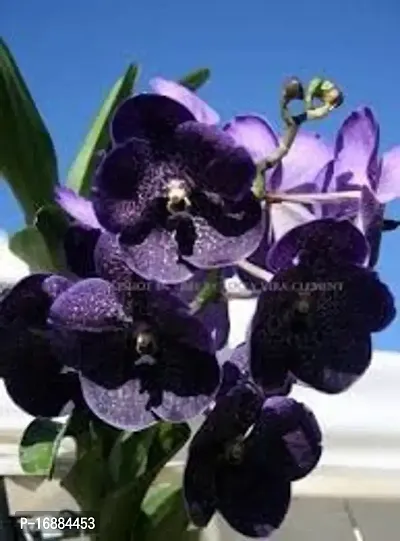 GREENLIVE TRADERS VANDA ORCHED LIVE INDOOR PLANT (PACK OF 1) BLACK COLOUR-thumb0