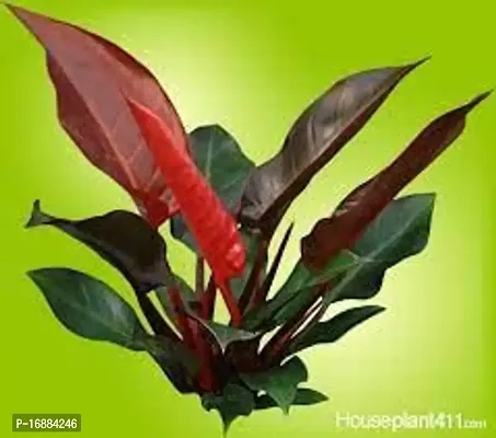 GREENLIVE TRADERS INDOOR RED FILODENDRON LIVE PLANT/GOOD LOOKING INDOOR GARDENING PLANT