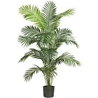 GREENLIVE TRADERS ARECA PLAM LIVE PLANTS/Air Purifier Indoor Plants for Home-thumb2