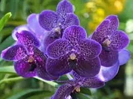 GREENLIVE TRADERS Hybrid Vanda Orchid Plant Pack of 1 (Medium Size Plant) Live Healthy Plant-thumb2